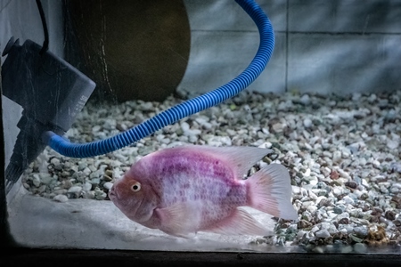 Pink fish kept in barren aquarium tank at Dolphin aquarium mini zoo in Mumbai, India, 2019