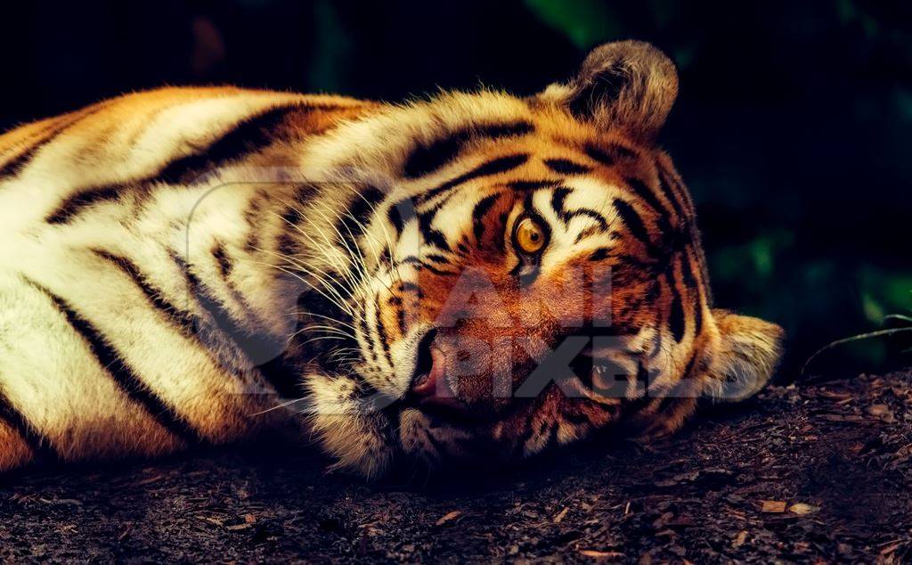 Orange tiger lying on the ground