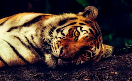 Orange tiger lying on the ground