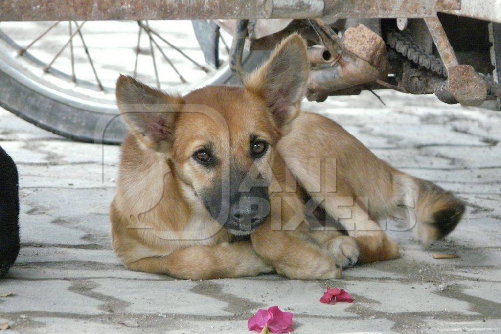 Brown street puppy lying on ground looking at camera