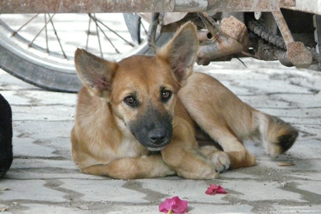 Brown street puppy lying on ground looking at camera