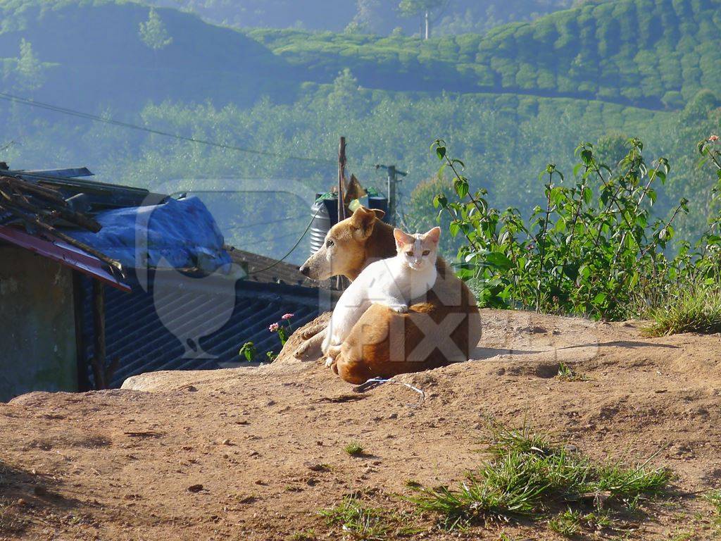 Dog and kitten sitting lying on ground