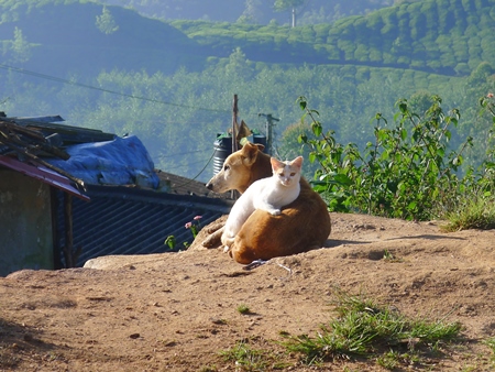 Dog and kitten sitting lying on ground