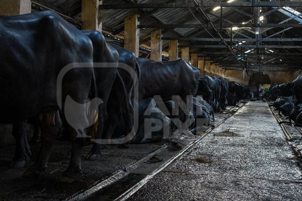 Rows of Indian buffaloes tied up in a line on a dark urban dairy farm or tabela, Aarey milk colony, Mumbai, India, 2023