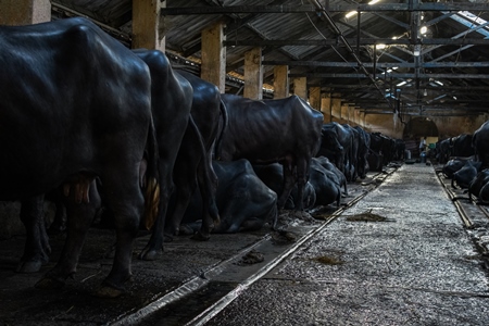 Rows of Indian buffaloes tied up in a line on a dark urban dairy farm or tabela, Aarey milk colony, Mumbai, India, 2023