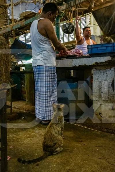 Indian street cat waiting for a piece of buffalo meat at a meat market inside New Market, Kolkata, India, 2022