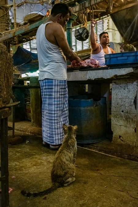 Indian street cat waiting for a piece of buffalo meat at a meat market inside New Market, Kolkata, India, 2022