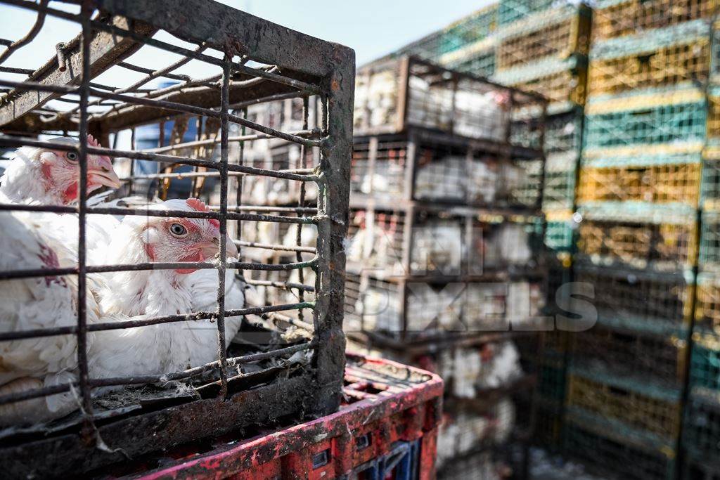 Indian broiler chickens looking out of cages or crates at Ghazipur murga mandi, Ghazipur, Delhi, India, 2022