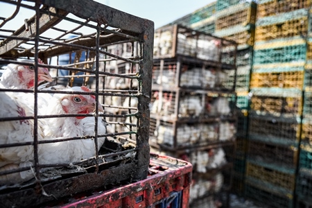 Indian broiler chickens looking out of cages or crates at Ghazipur murga mandi, Ghazipur, Delhi, India, 2022