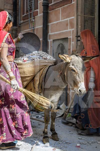 Working Indian donkey used for animal labour to carry construction materials, Jodhpur, India, 2022