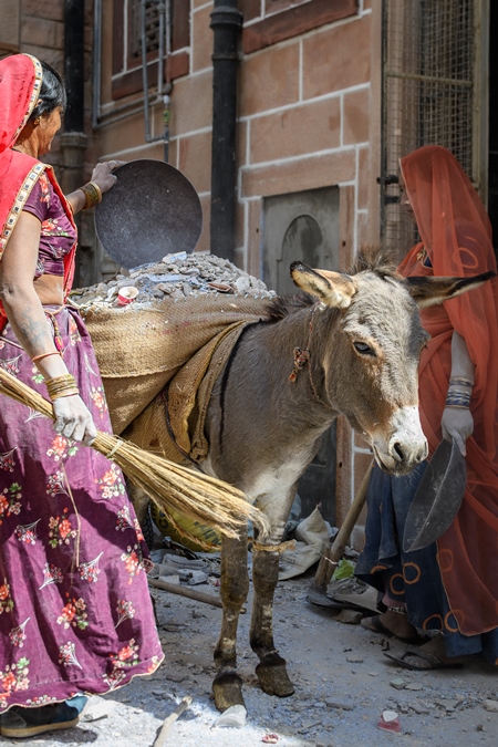 Working Indian donkey used for animal labour to carry construction materials, Jodhpur, India, 2022
