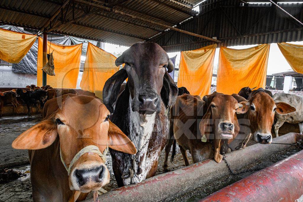 Indian cows in a gaushala, goshala or cow shelter that also sells dairy products, Ghazipur, Delhi, India, 2022