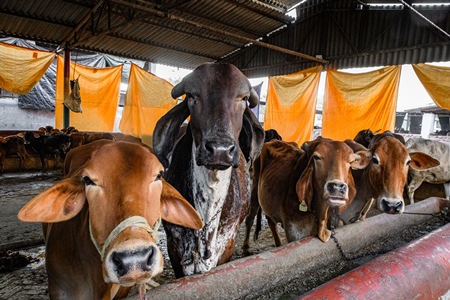 Indian cows in a gaushala, goshala or cow shelter that also sells dairy products, Ghazipur, Delhi, India, 2022