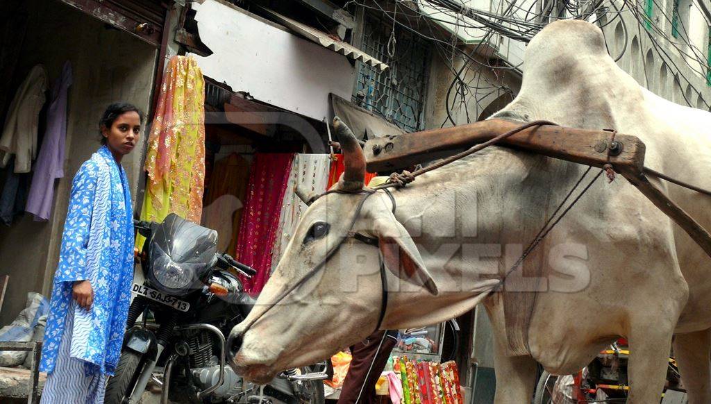 Bullock pulling cart in street