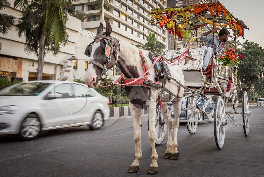 Brown and white horse used for carriage rides in Mumbai