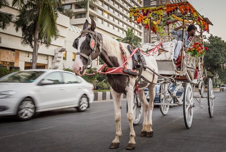 Brown and white horse used for carriage rides in Mumbai