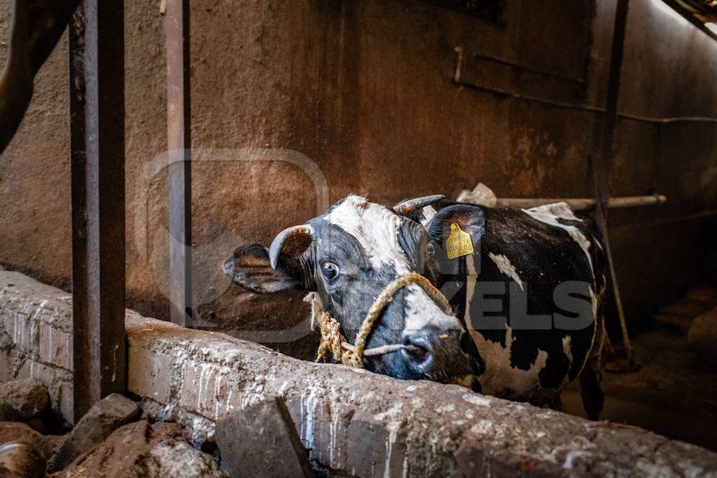 Indian dairy cow tied up on a small, dark, urban tabela, Pune, Maharashtra, India, 2024