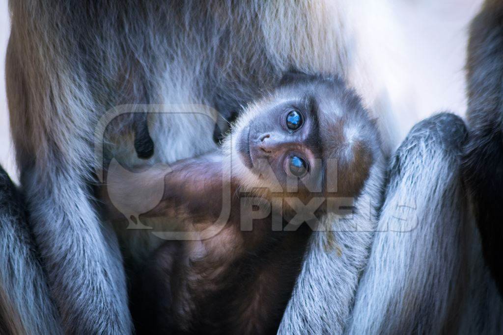 Cute baby langur monkey looking at the camera with mother in Jodhpur