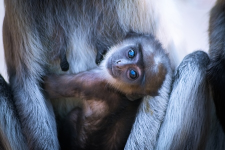 Cute baby langur monkey looking at the camera with mother in Jodhpur