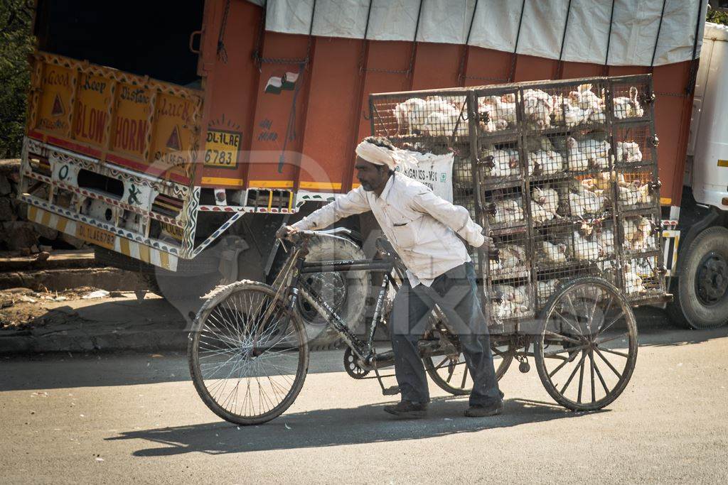 Man pushing a tricycle chicken cart with Indian broiler chickens in cages at Ghazipur murga mandi, Ghazipur, Delhi, India, 2022
