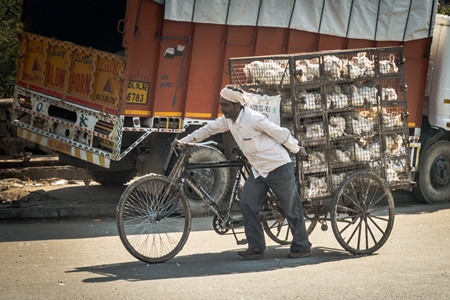 Man pushing a tricycle chicken cart with Indian broiler chickens in cages at Ghazipur murga mandi, Ghazipur, Delhi, India, 2022