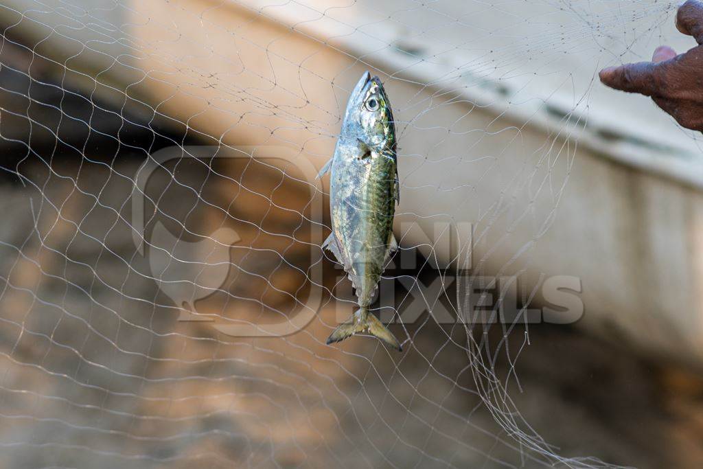 Indian fish caught in fishing net on beach in Goa, India, 2022