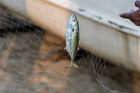 Indian fish caught in fishing net on beach in Goa, India, 2022