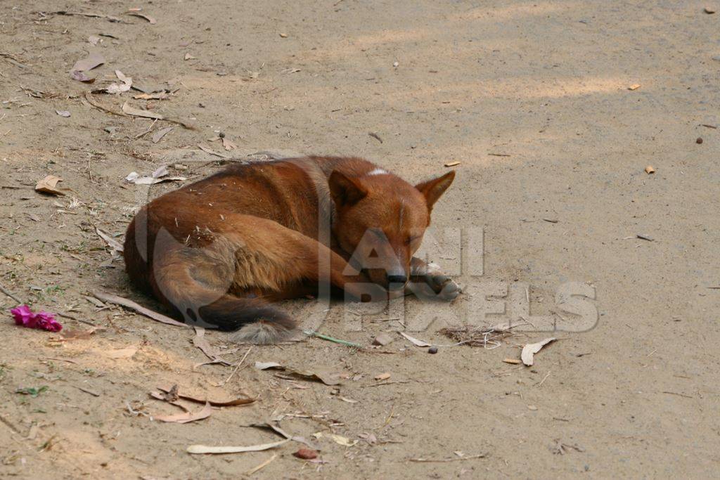 Brown street dog lying sleeping on ground