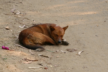 Brown street dog lying sleeping on ground