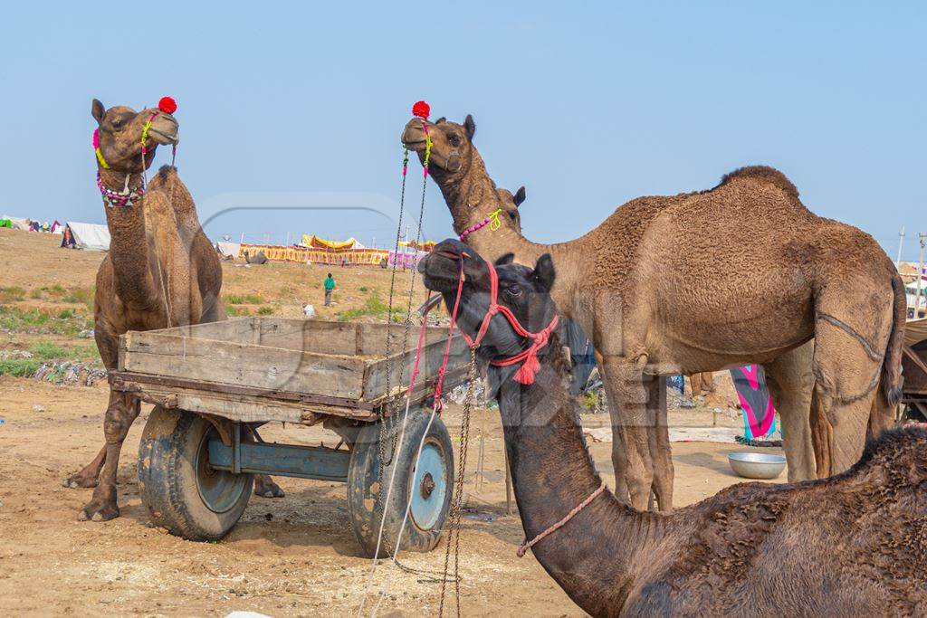 Indian camels at Pushkar camel fair or mela, Pushkar, Rajasthan, India, 2019