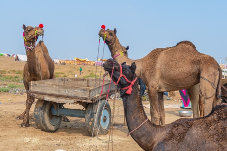 Indian camels at Pushkar camel fair or mela, Pushkar, Rajasthan, India, 2019