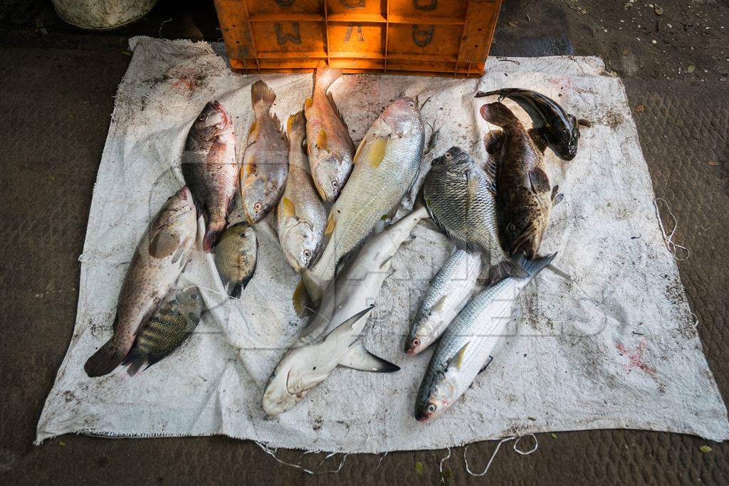 Different species of fish and shark on sale on a mat at a fish market