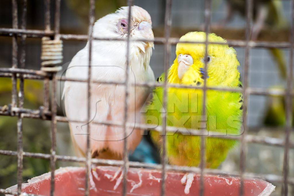 Cockatiels or budgerigars in cage on sale at Crawford pet market