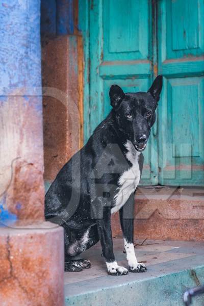 Indian street dog or stray pariah dog with colourful green door background, Jodhpur, India, 2022