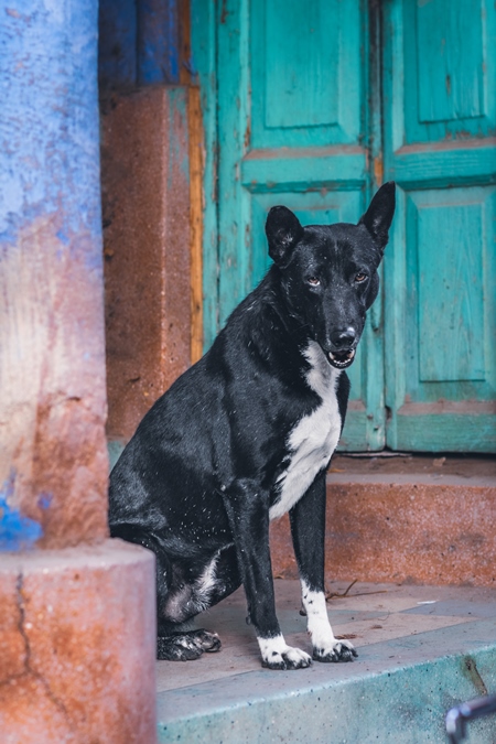 Indian street dog or stray pariah dog with colourful green door background, Jodhpur, India, 2022