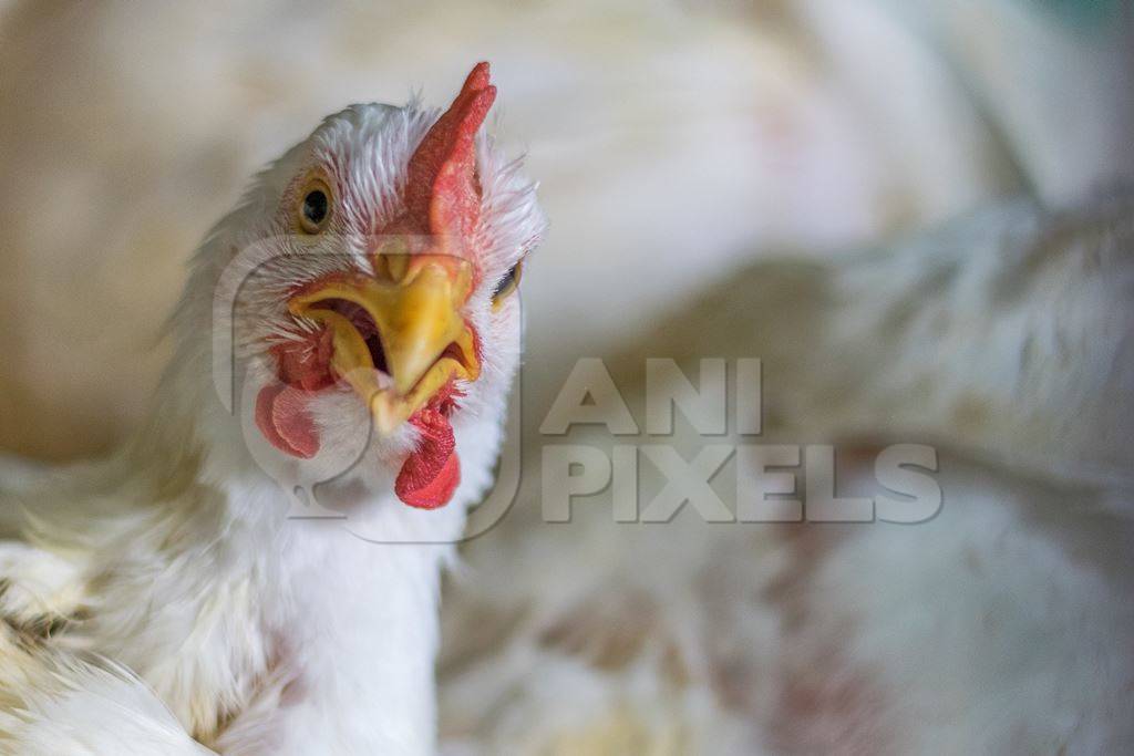 Broiler chickens packed into a cage at a chicken shop