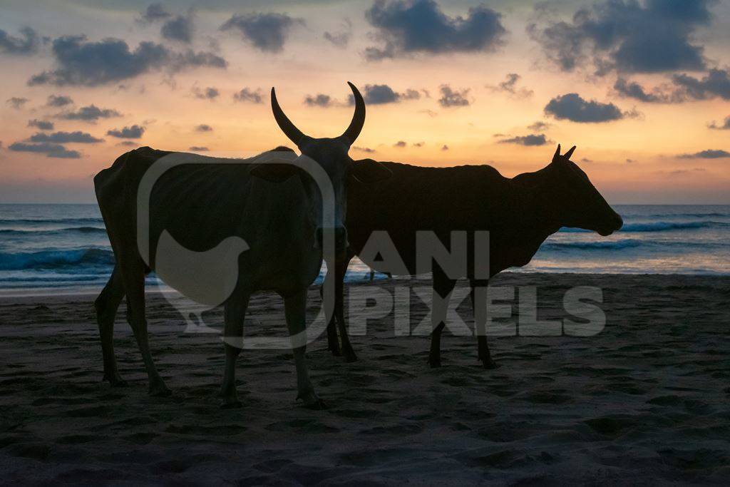 Dark silhouette of  cows on the beach at sunset in Goa, India