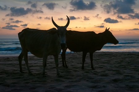 Dark silhouette of  cows on the beach at sunset in Goa, India