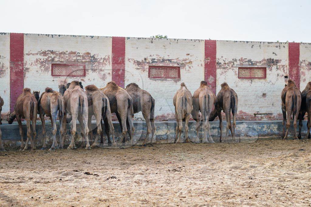 Row of camels at the camel breeding farm at the National Research Centre on Camels in Bikaner