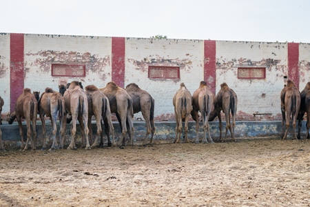Row of camels at the camel breeding farm at the National Research Centre on Camels in Bikaner
