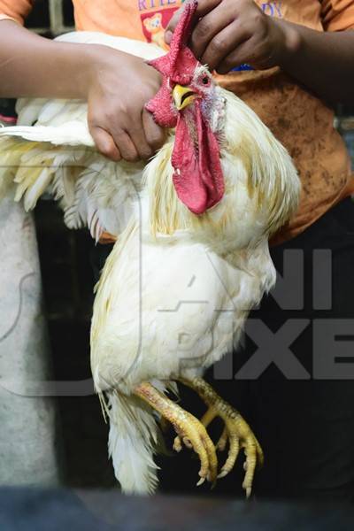 Man holding large white cockerel by his wings at a chicken shop