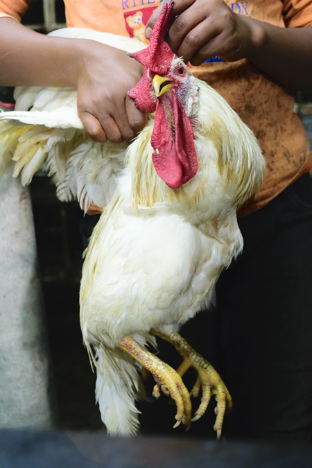 Man holding large white cockerel by his wings at a chicken shop