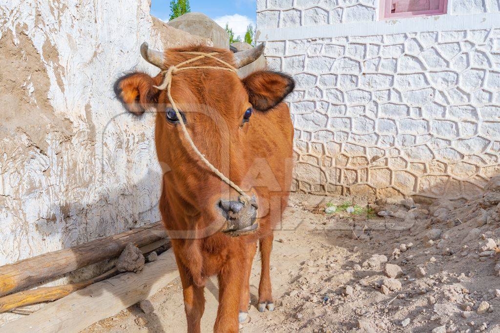 Indian dairy cow with nose rope on a farm in rural Ladakh in the Himalayan mountains of India