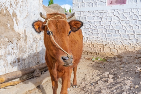 Indian dairy cow with nose rope on a farm in rural Ladakh in the Himalayan mountains of India