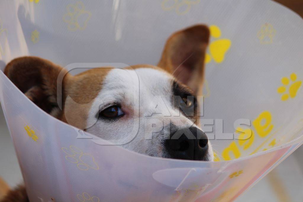 Injured dog wearing plastic Elizabethan collar to aid recovery