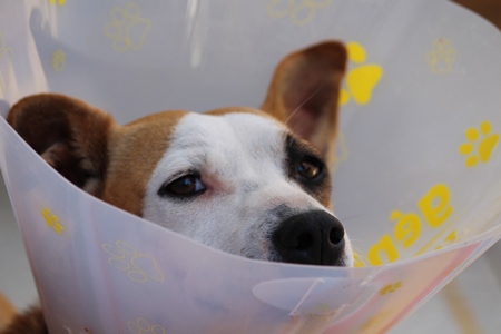 Injured dog wearing plastic Elizabethan collar to aid recovery