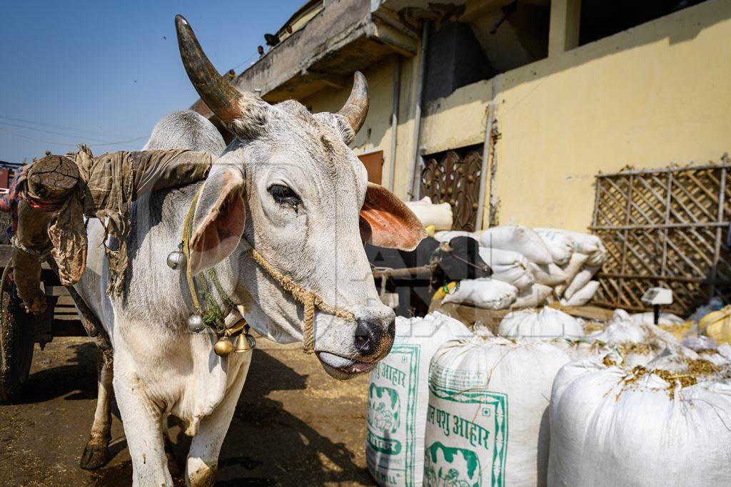 Indian working bullock used for animal labour to pull carts, at Ghazipur Dairy Farm, Delhi, India, 2022