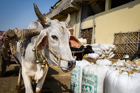 Indian working bullock used for animal labour to pull carts, at Ghazipur Dairy Farm, Delhi, India, 2022