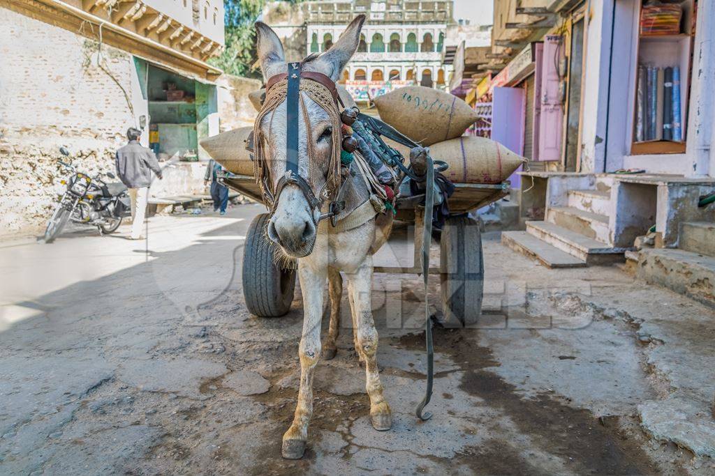 Working donkey with harness in rural village in Rajasthan