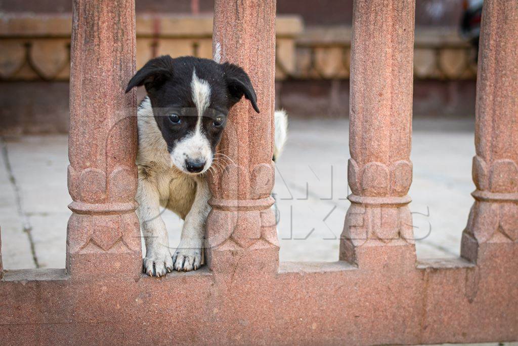 Small Indian street dog puppy or stray pariah dog puppy in railings, Jodhpur, India, 2022